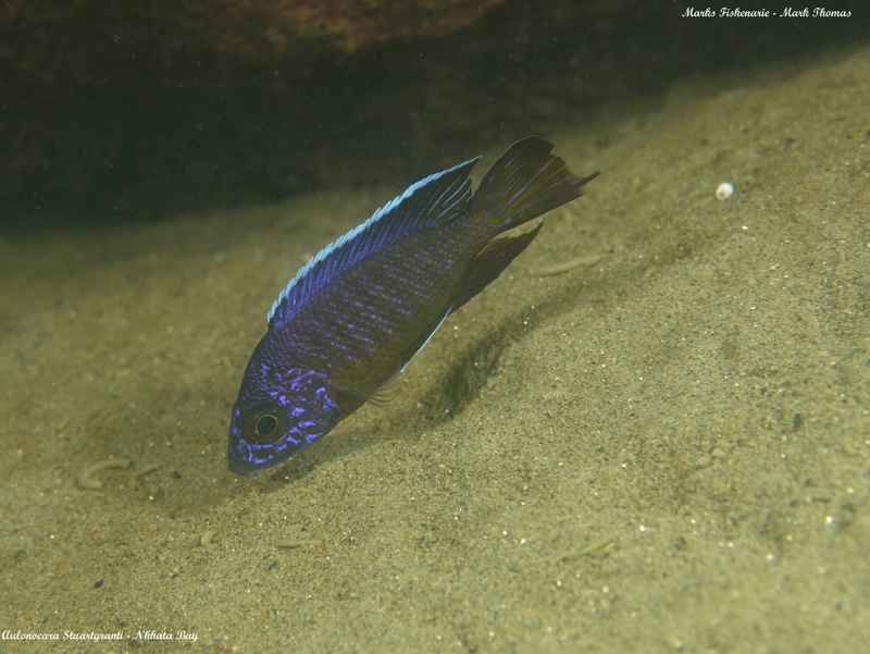 Aulonocara stuartgranti 'Nkhata Bay'